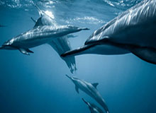 探索体育新体验——尽在九游体育